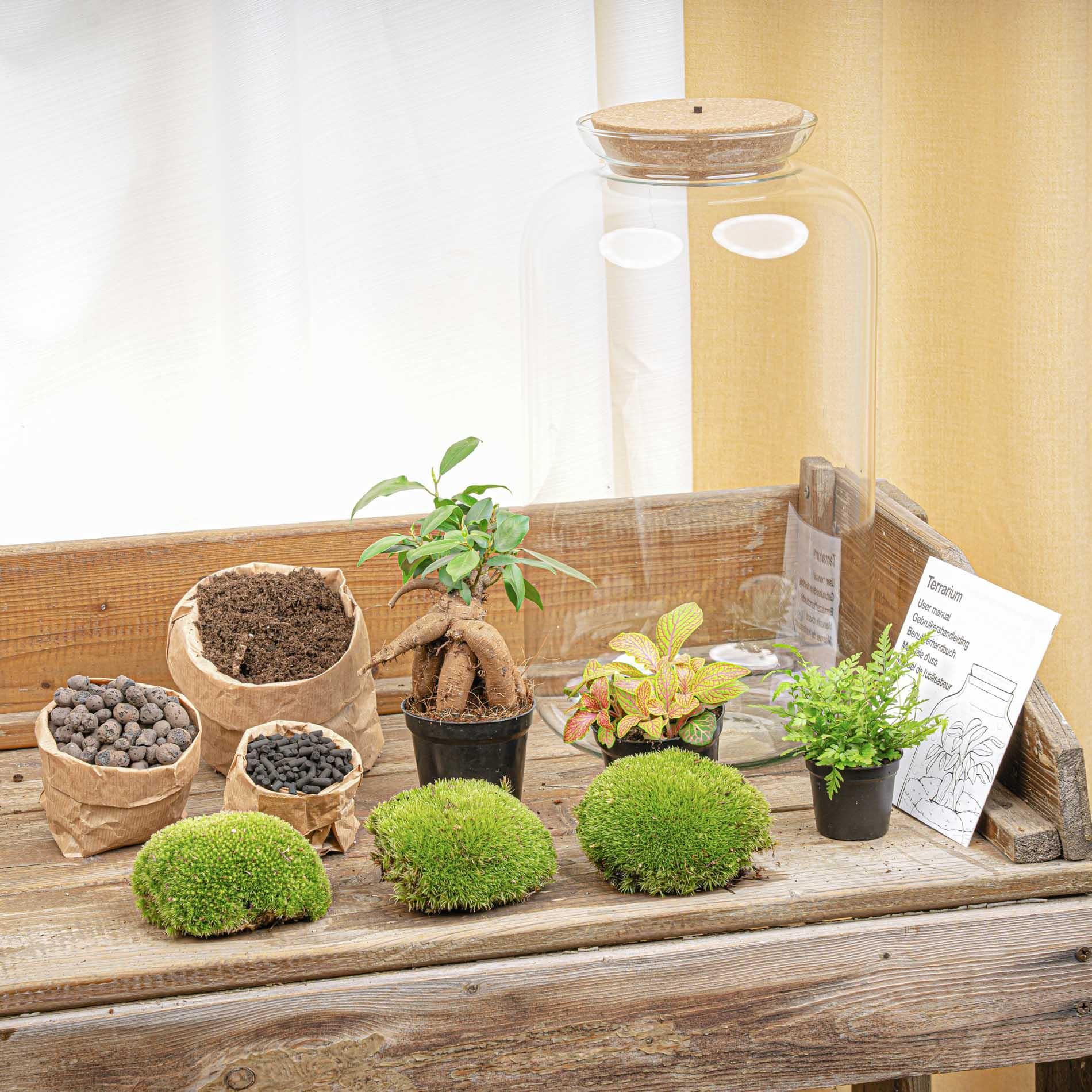 DIY terrarium - Sven Bonsai - Met verlichting - Normal (8719327599884)