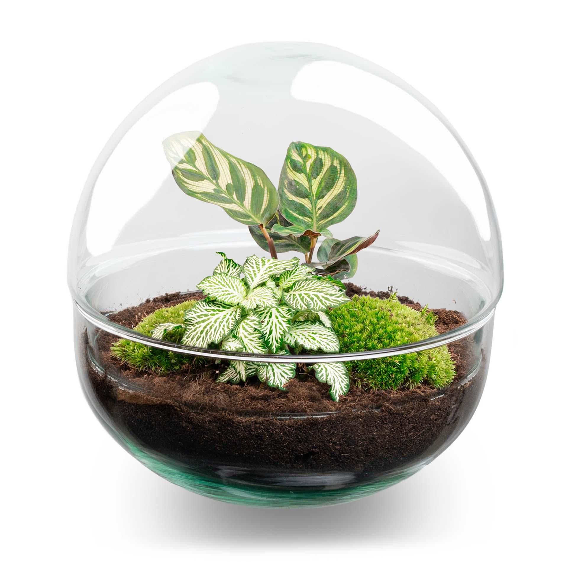 DIY Planten terrarium tweedelig bolglas - Dome - Ø 20 cm ↑ 20 cm - Rake + Shovel (8720726958721)