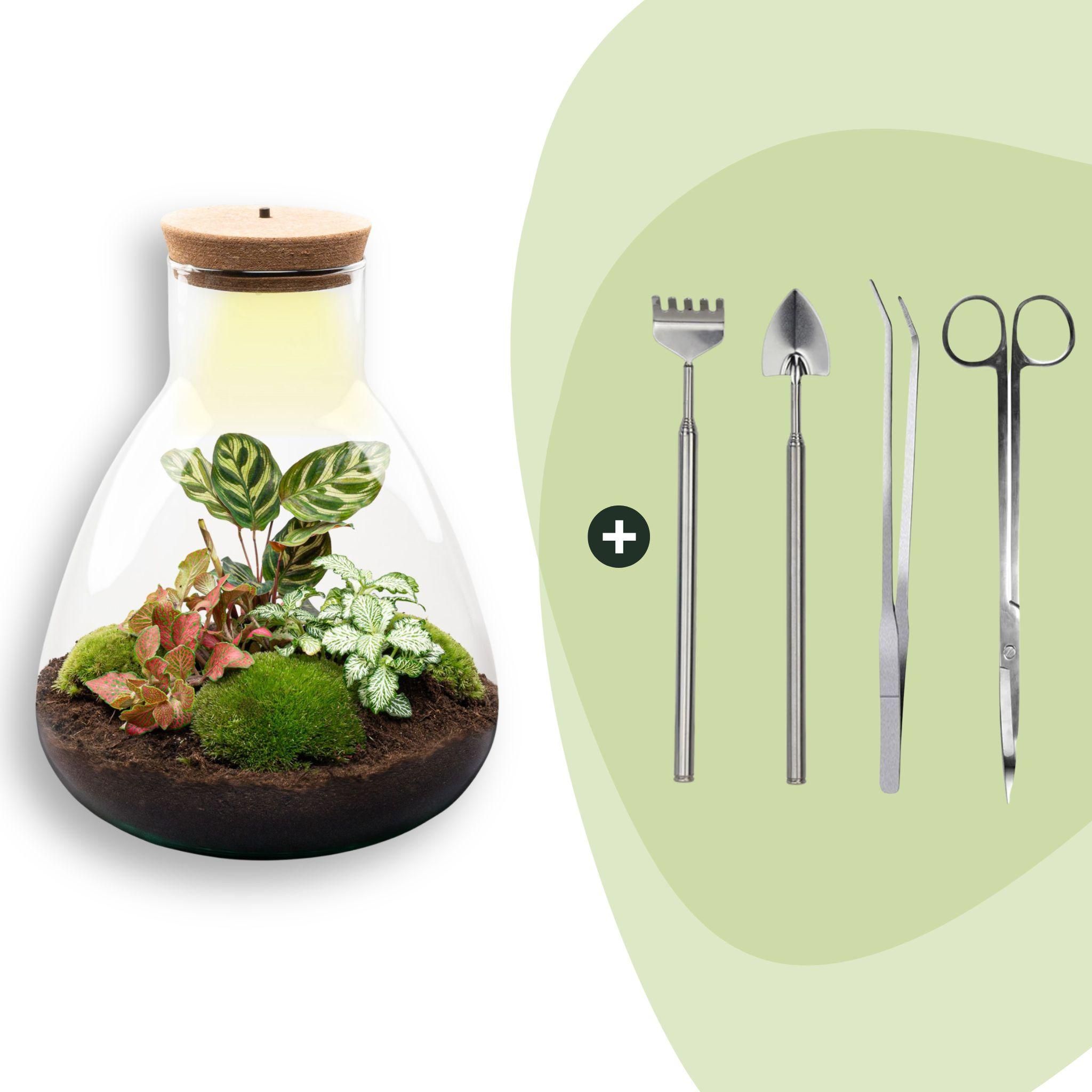 DIY Planten terrarium met licht - Sam Calathea - Ø 24,5 cm ↑ 30 cm - Rake + Shovel + Tweezer + Scissors (8720726958370)