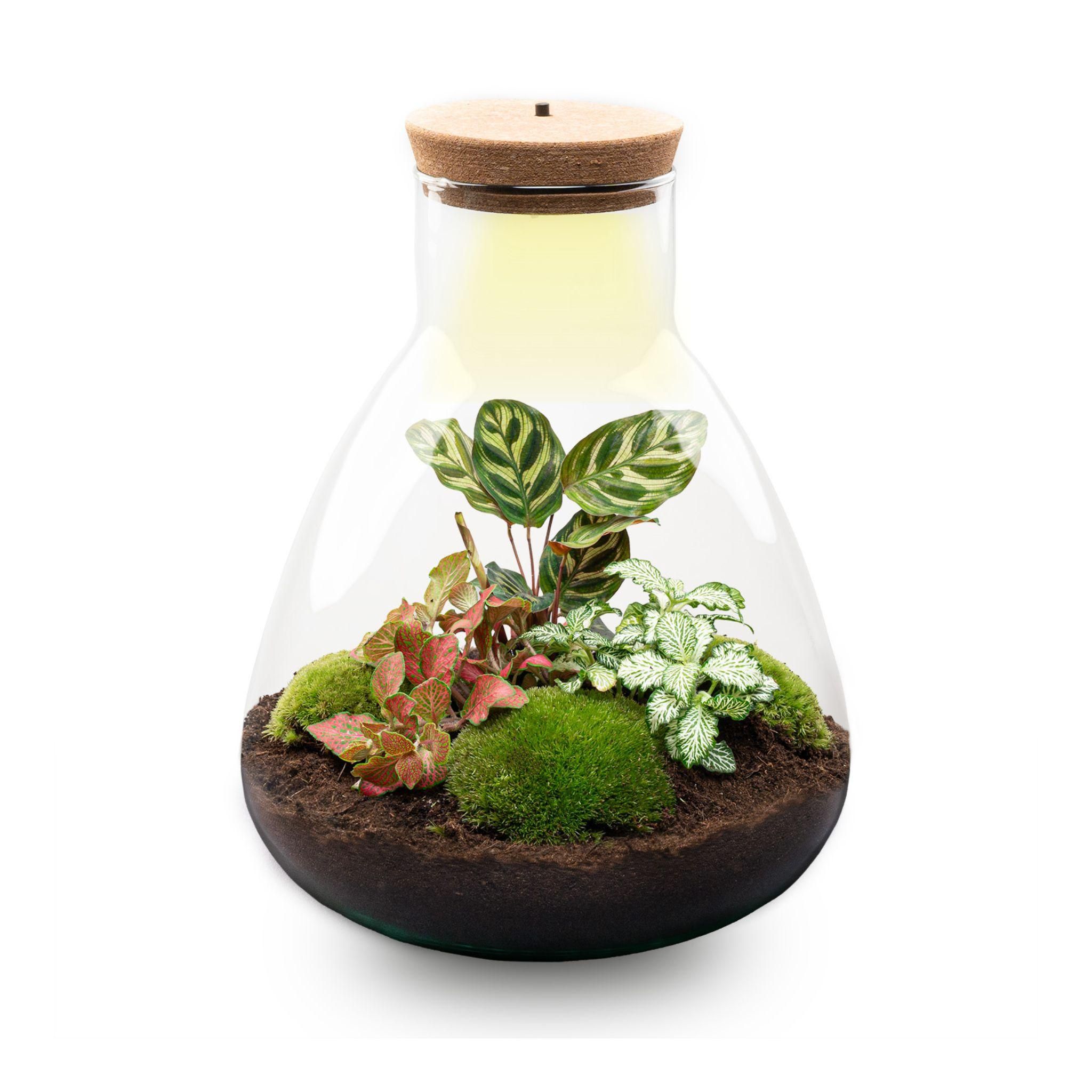 DIY Planten terrarium met licht - Sam Calathea - Ø 24,5 cm ↑ 30 cm - Rake + Shovel (8720726958356)