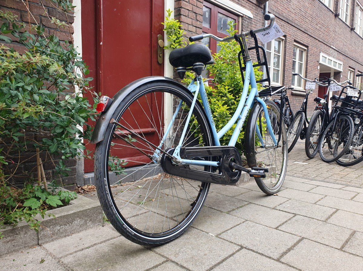 Cumberland edge blauw 53cm 2020 (F.1324)